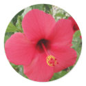 Hibiscus stickers