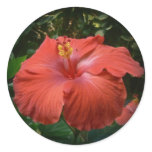 Hibiscus Sticker