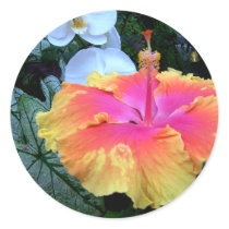 hibiscus