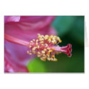 Hibiscus study Card