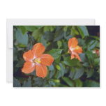 Hibiscus Syriacus Coeur Creole (Rose of Sharon) Pi invitations
