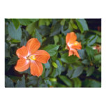 Hibiscus Syriacus Coeur Creole (Rose of Sharon) Pi Announcements