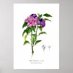 Hibiscus syriacus posters