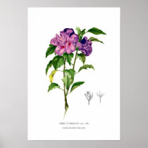 Hibiscus syriacus posters