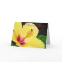 Hibiscus Thank You Cards