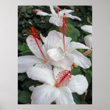 Hibiscus Trinity Posters