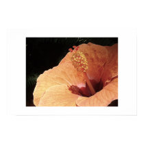 Hibiscus Up Close posters by RoseJourney Hibiscus Up Close posters