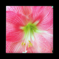Hibiscus-Upclose magnets