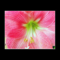 Hibiscus-Upclose postcards