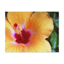 Hibiscus, Yellow-Orange postcards