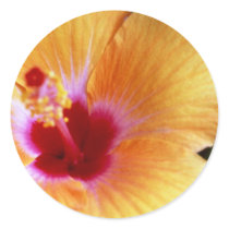 Hibiscus, Yellow-Orange stickers