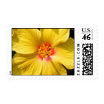 Hibscus Postage Stamp