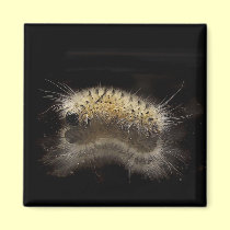 Hickory Tussock Caterpillar magnets