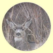 Hidden Buck Deer Dinner Plate plates