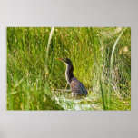 "Hidden Heron" (Landscape) posters
