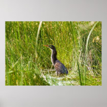 "Hidden Heron" (Landscape) Poster