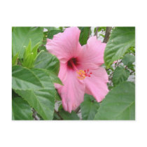 Hidden Hibiscus postcards by eblack2000 Hidden Hibiscus postcards