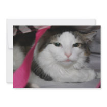 Hidden Kitty Personalized Invites