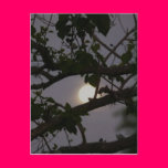 Hidden Moon postcards