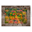 Hidden Nature cards