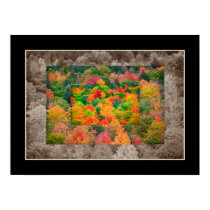 Hidden Nature posters