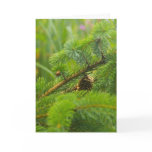Hidden Pine Cone Greeting Card