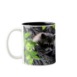 Hidding Raccoon Mugs