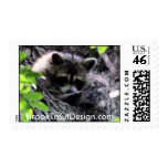 Hidding Raccoon