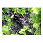 Hidding Raccoon
