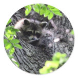 Hidding Raccoon