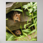 hide and seek baby chipmunks posters