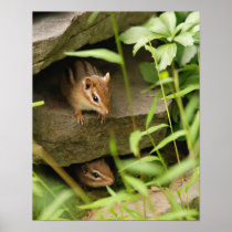 hide and seek baby chipmunks poster