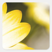 Hide and Seek Daisy Square Stickers