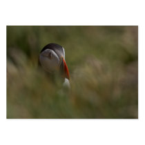 Hide and Seek Puffin business cards by Welshpixels Hide and Seek Puffin business cards