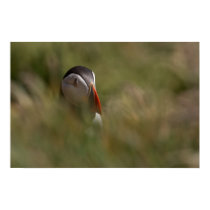 Hide and Seek Puffin posters