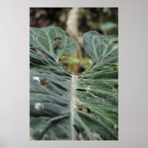 Hide from the Rain Posters