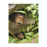 Hide &amp; Seek Baby Chipmunk Siblings Post Cards