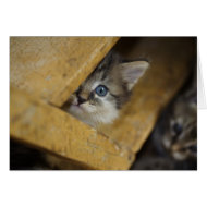 Hiding card