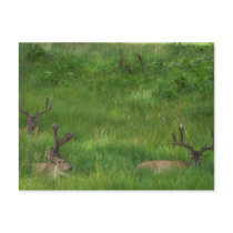 Hiding Deer Postcard by bluedaisygal Hiding Deer Postcard