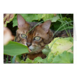 Hiding in the Garden Greeting Cards