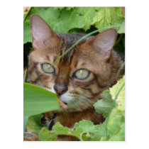 Hiding in the Garden postcards