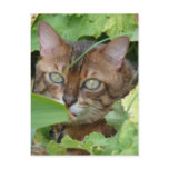 Hiding in the Garden Post Card