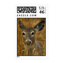 Hiding In The Golden Field Stamp