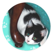 Hiding Kitty Cat Sticker