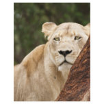 Hiding Lioness flyers