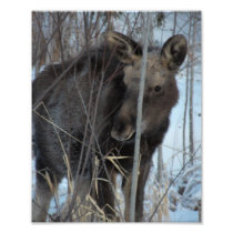 Hiding Moose