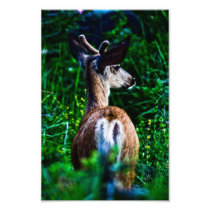 Hiding Photo Art