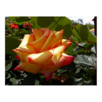Hiding Rose posters