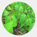 Hiedra venenosa pegatinas  