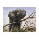 High and mighty, Elephant Postcard